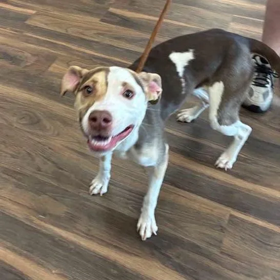 A young medium-sized female Brown / Chocolate Mixed Breed dog named Patches for adoption in Jeffersonville, IN