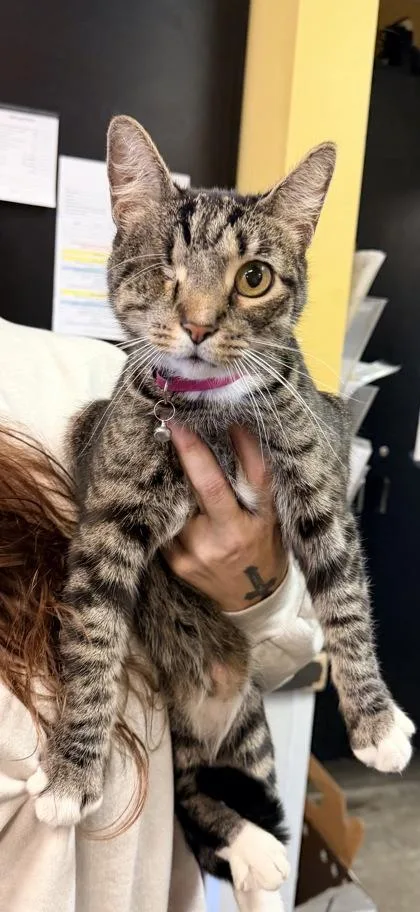 An adult medium-sized female Domestic Short Hair cat named Kelly for adoption in Bowling Green, KY