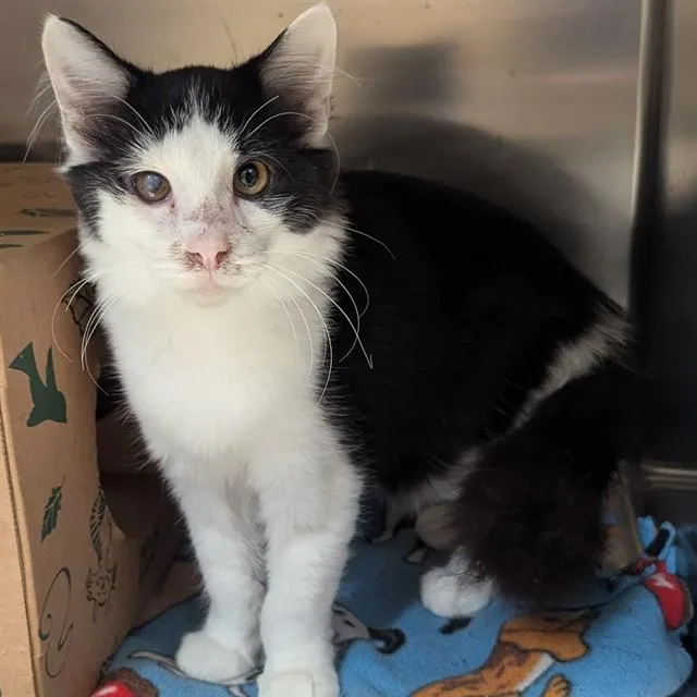 An adult medium-sized male Domestic Short Hair cat named Doug for adoption in Olivette, MO