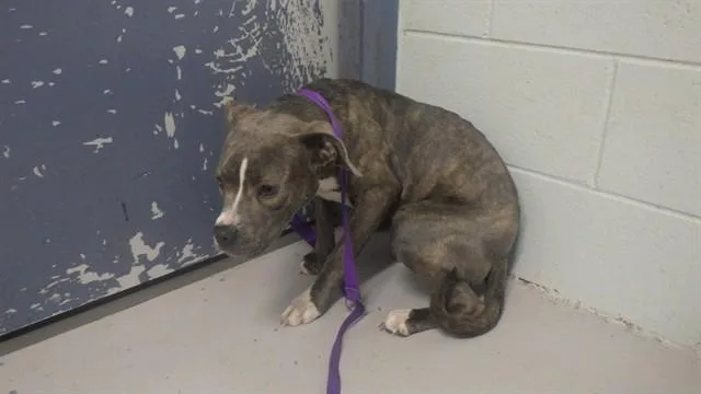 A young small-sized female Pit Bull Terrier dog named Tia for adoption in Augusta, GA