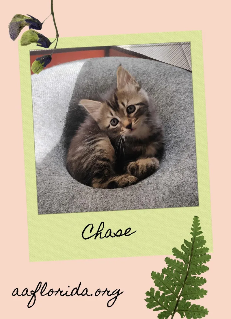 A young medium-sized male Tabby cat named Chase for adoption in Pensacola, FL