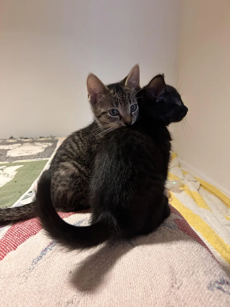 A baby medium-sized female Black Domestic Short Hair cat named Billie And Justin for adoption in Brooklyn, NY