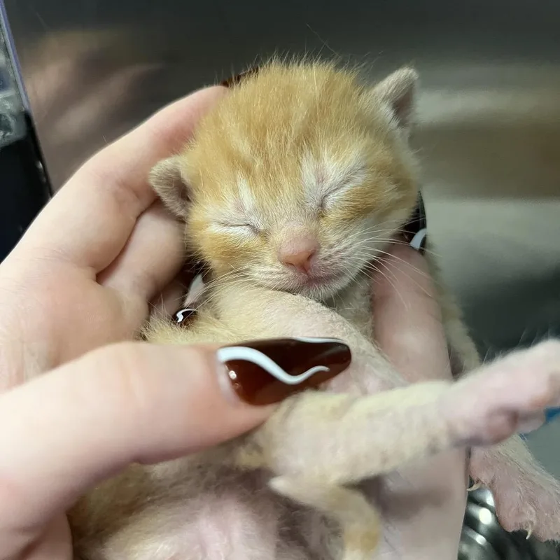 A baby small-sized male Orange / Red Domestic Short Hair cat named Potato Chip for adoption in Greensboro, NC