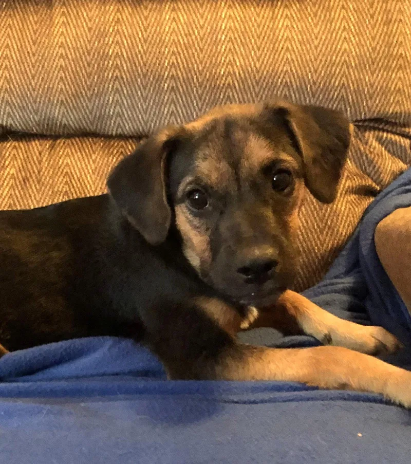A baby medium-sized female Labrador Retriever dog named Wilma for adoption in Locust Fork, AL
