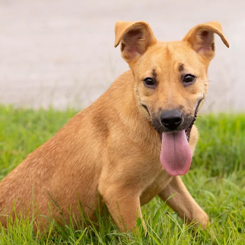 A young medium-sized female Terrier dog named Trixie for adoption in Dixon, KY