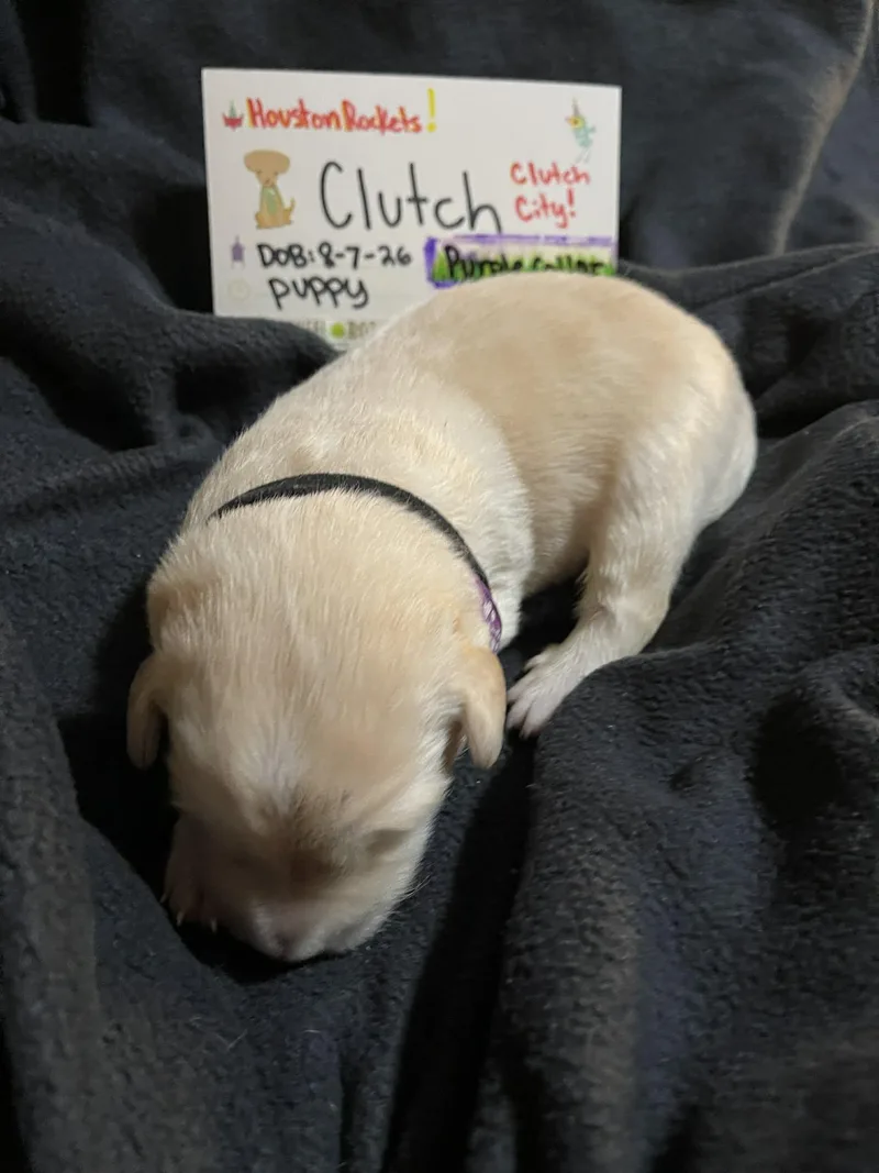 A baby large-sized male Great Pyrenees dog named Clutch SAT Texas Icon for adoption in Quinlan, TX
