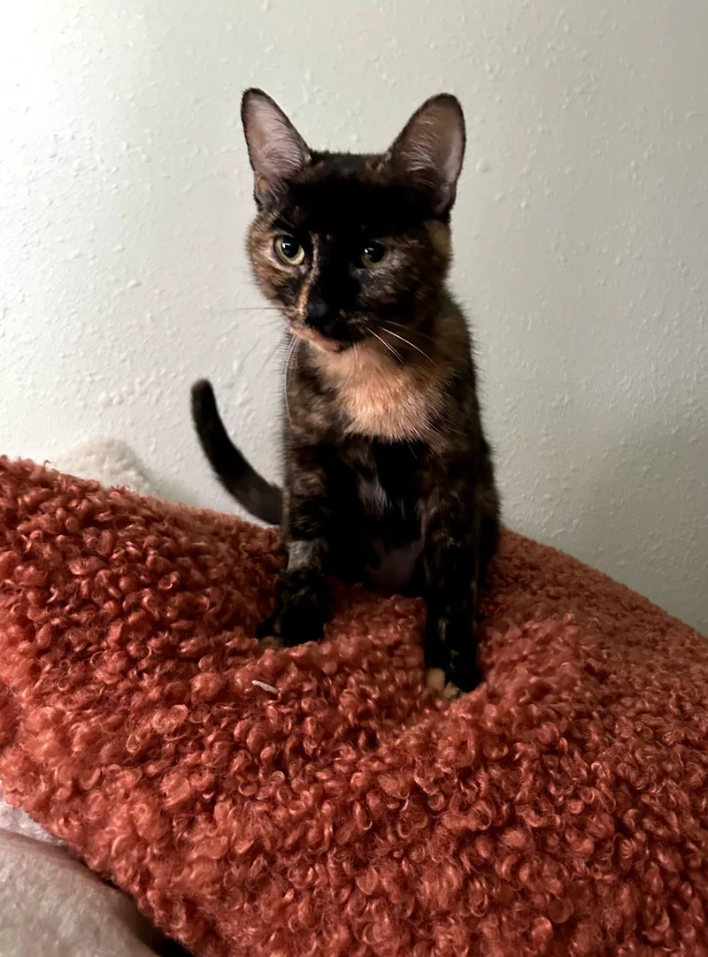 A young medium-sized female Domestic Short Hair cat named Savanah for adoption in Los Alamitos, CA