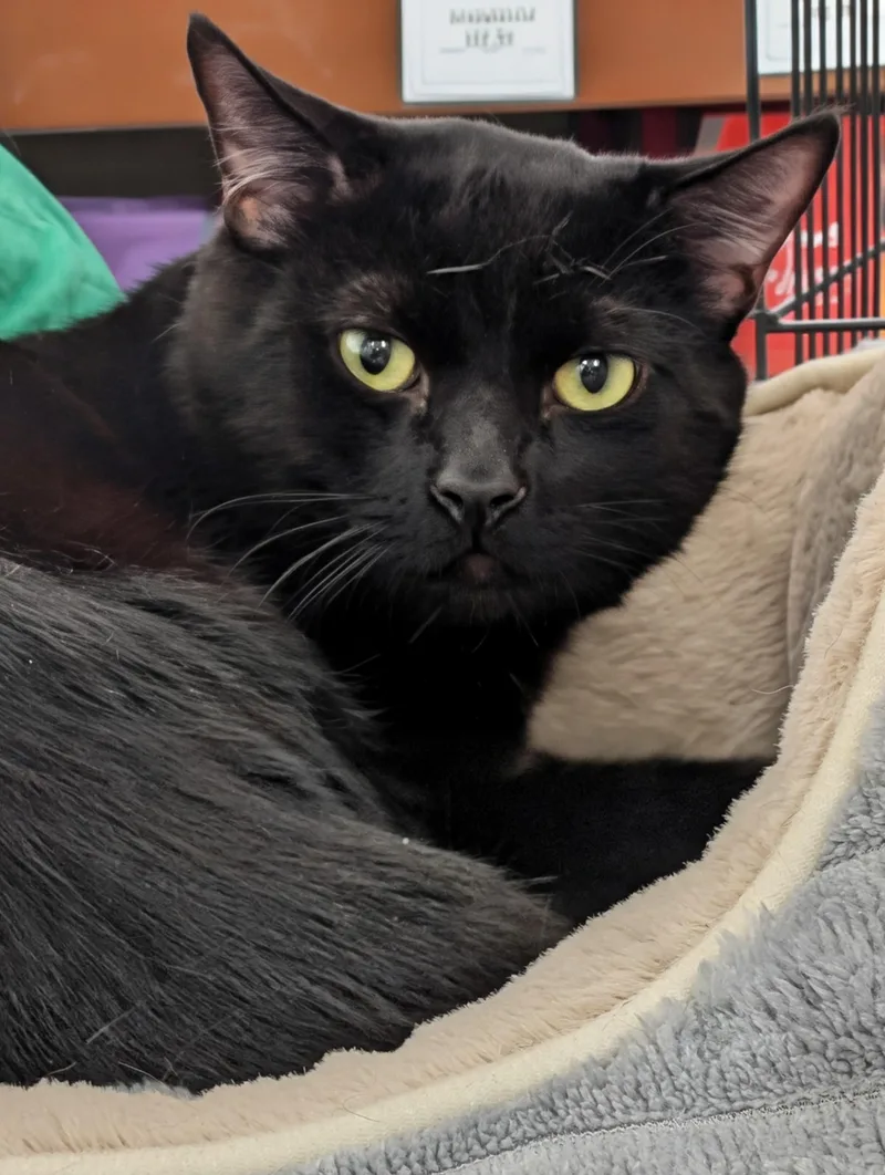 An adult medium-sized male Black Domestic Short Hair cat named Yani for adoption in Monrovia, CA