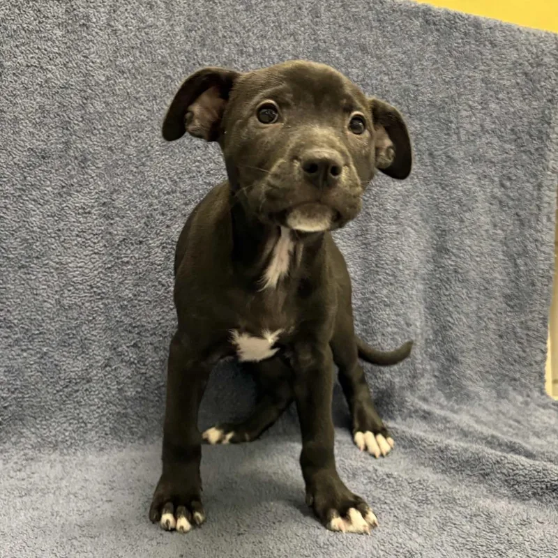 A baby small-sized female Black Pit Bull Terrier dog named Coral for adoption in Beaumont, TX