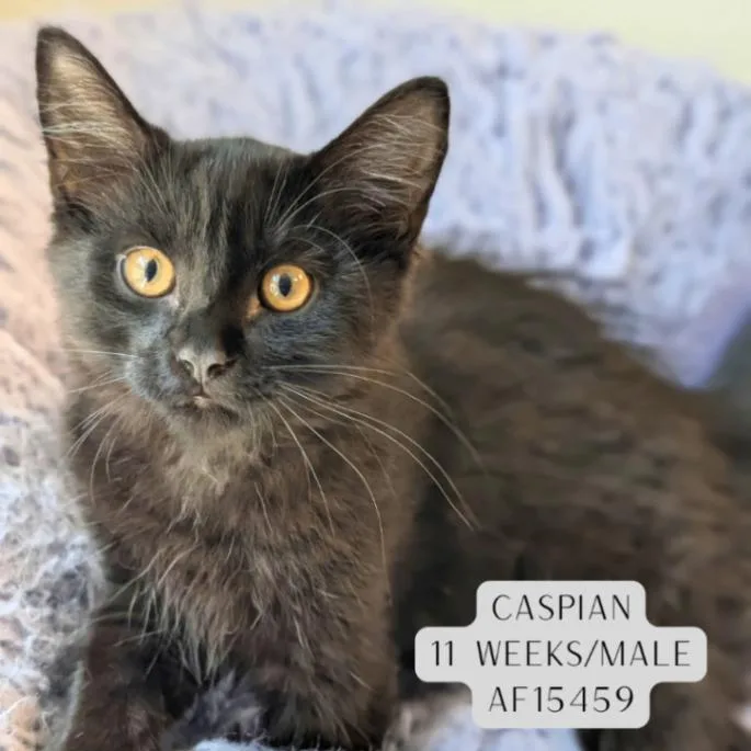 A young medium-sized male Black Domestic Short Hair cat named Caspian for adoption in Supply, NC