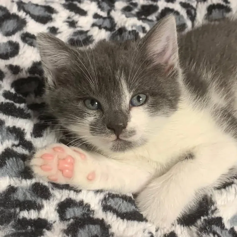A baby medium-sized female Gray & White Domestic Short Hair cat named Billie Idol for adoption in Ozone Park, NY