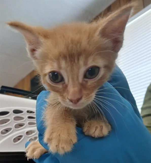 A baby small-sized male Domestic Short Hair cat named Larry for adoption in Lodi, CA