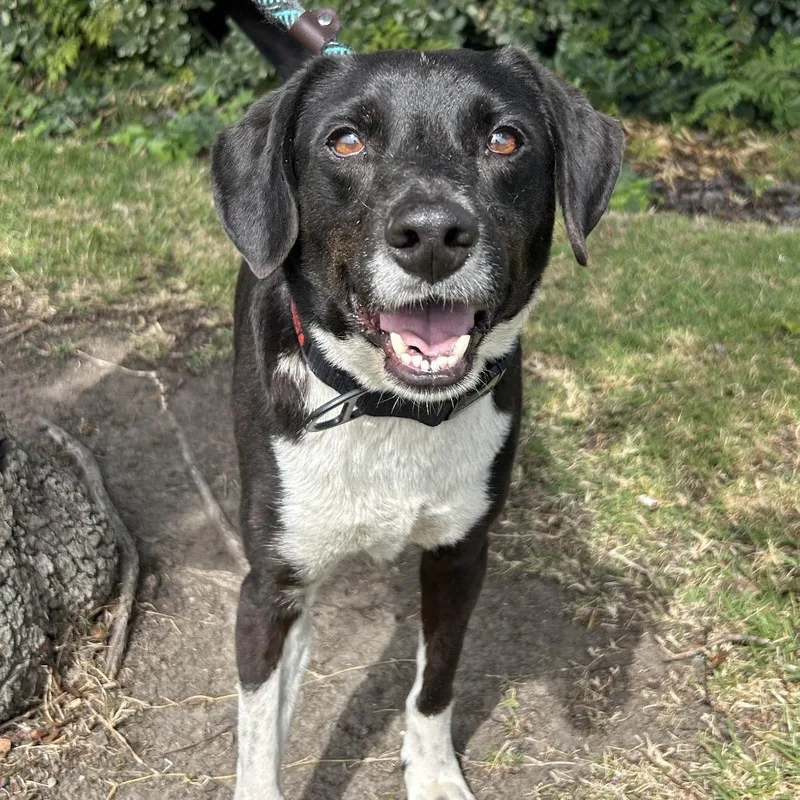 A senior medium-sized male Black Beagle dog named Koa for adoption in Westminster, CA