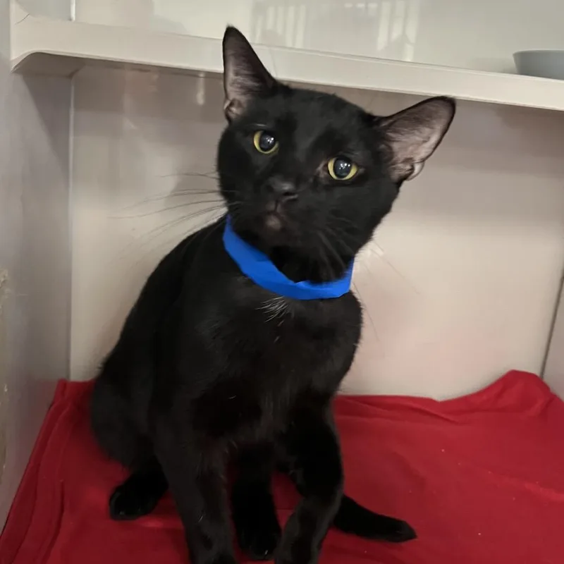 An adult medium-sized male Black Domestic Short Hair cat named Domino for adoption in Fairport, NY