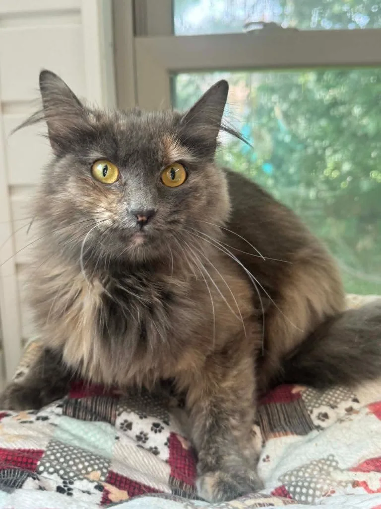 A young medium-sized female Domestic Short Hair cat named Odette for adoption in Marion, OH