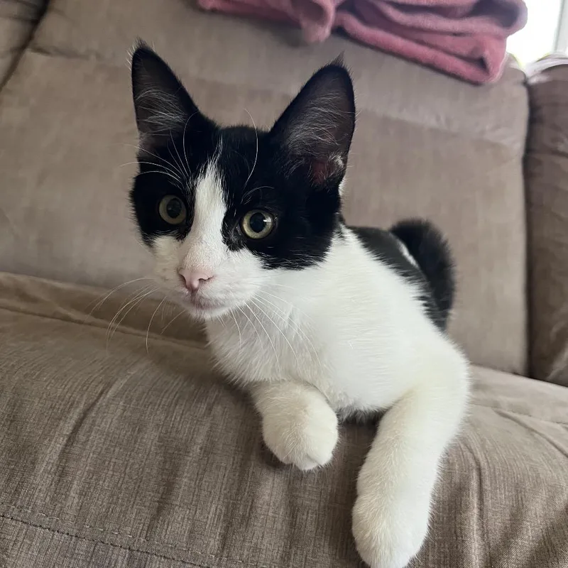 A baby medium-sized female Domestic Short Hair cat named Land O' Lakes for adoption in York, PA