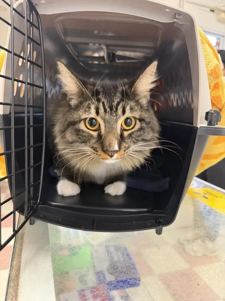A young medium-sized male Domestic Long Hair cat named Cairo for adoption in Ontario, CA