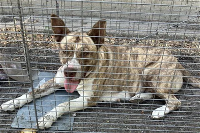 An adult medium-sized female Mixed Breed dog named Sheba for adoption in Dallas, TX