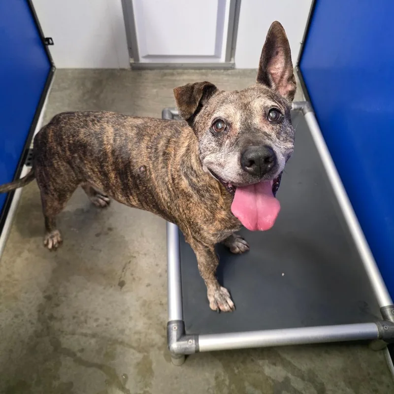 A senior large-sized female Mixed Breed dog named Mocka for adoption in Marble, NC