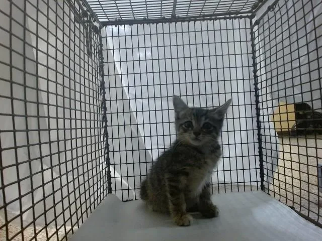 A baby small-sized female Domestic Short Hair cat named Levoria for adoption in Miami, FL