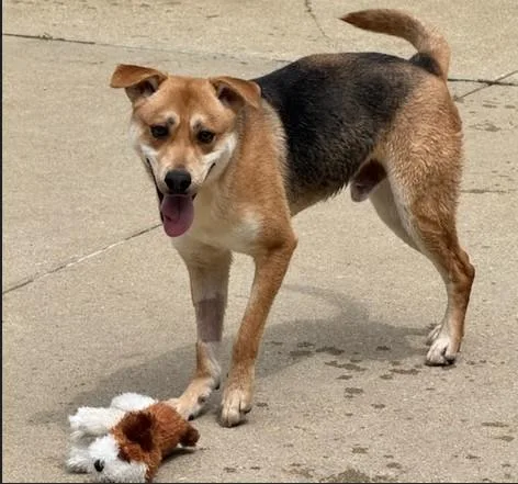 An adult medium-sized male German Shepherd Dog dog named Glockenapfel for adoption in Aurora, IL