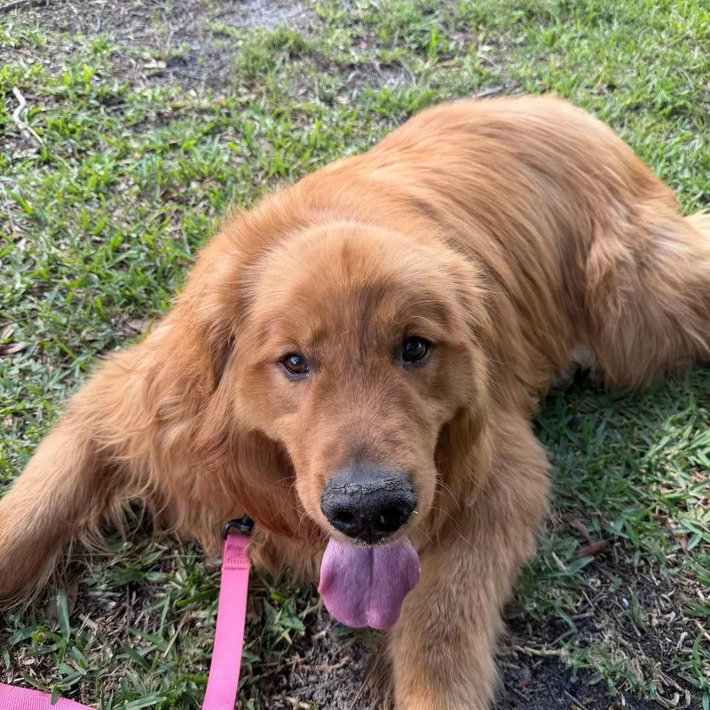 Cake  Aka Duke thumbnail 2