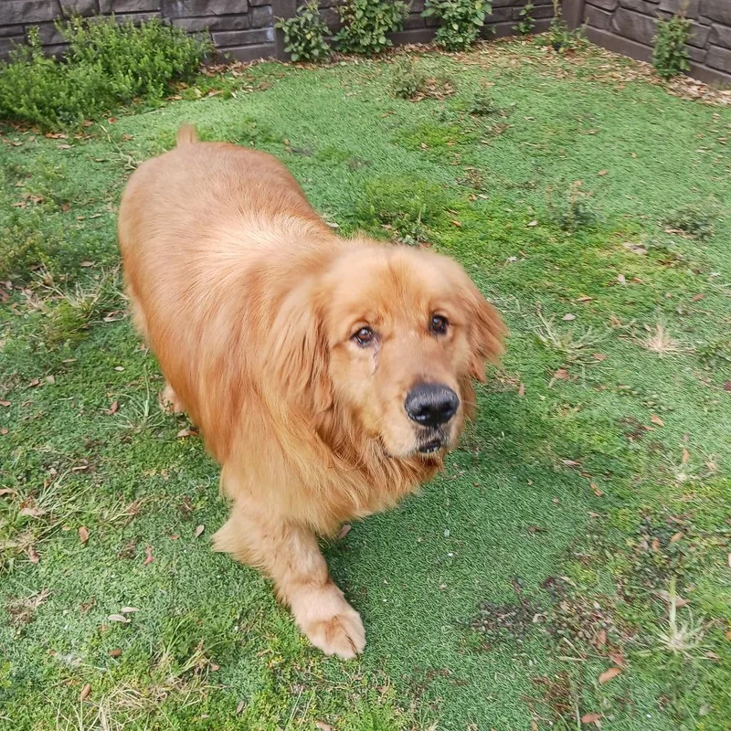 Cake  Aka Duke thumbnail 3