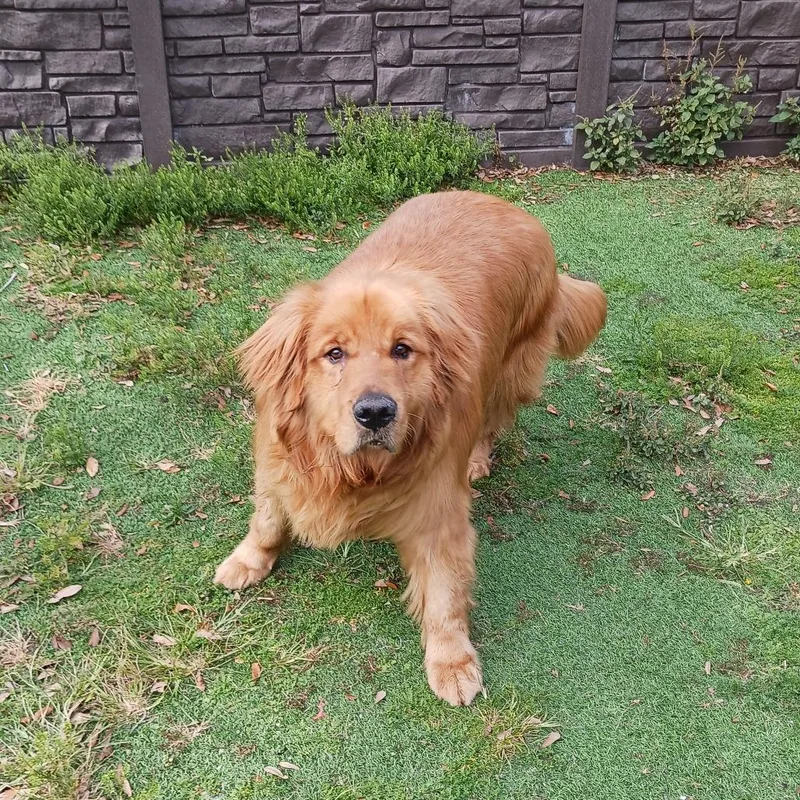 Cake  Aka Duke thumbnail 5