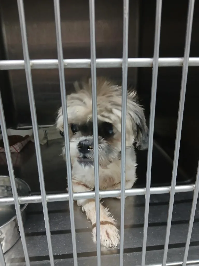 A senior small-sized female Shih Tzu dog named Nadine for adoption in Fort Worth, TX