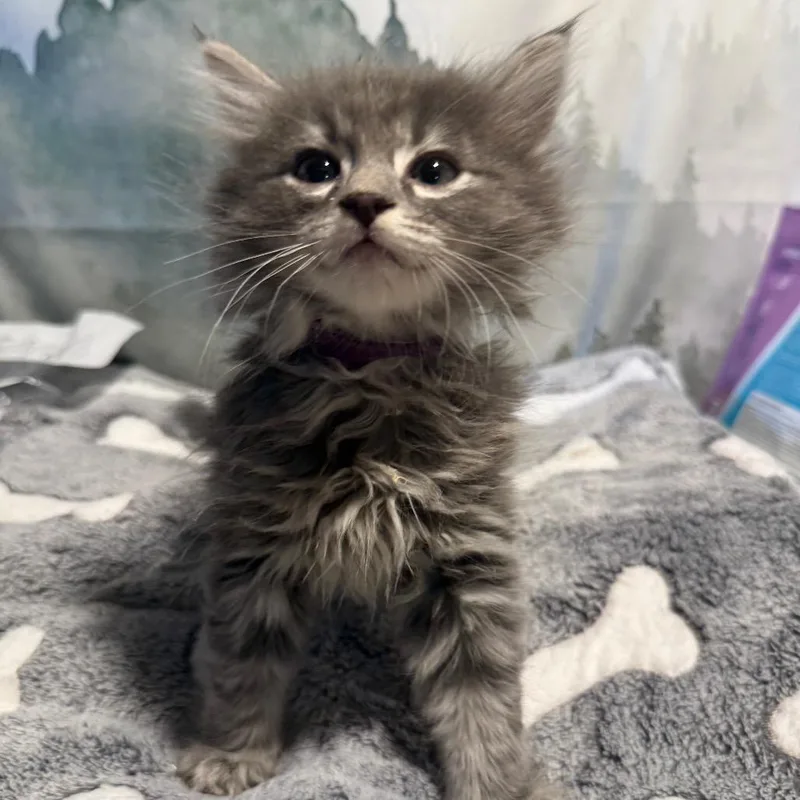 A baby small-sized male Gray / Blue / Silver Domestic Short Hair cat named Herring for adoption in Buffalo, MN