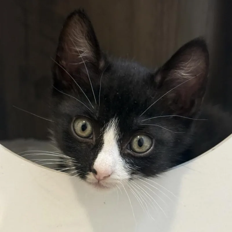 A baby small-sized male Black Domestic Short Hair cat named Spiderman for adoption in San Diego, CA