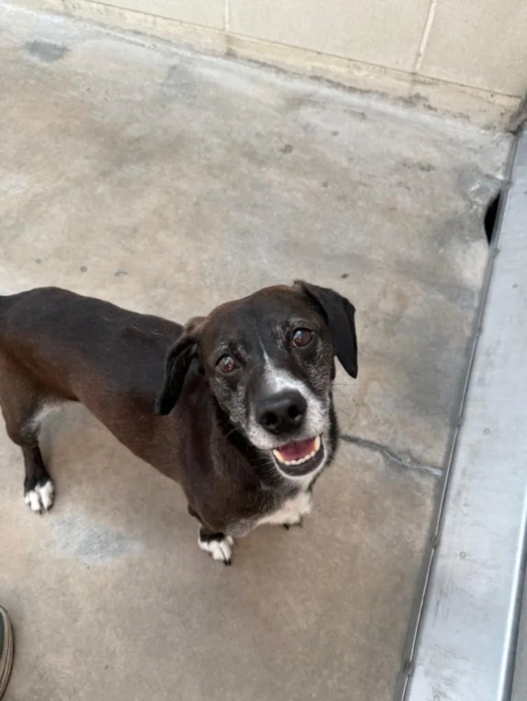An adult large-sized male Dachshund dog named Stanley for adoption in Burbank, CA
