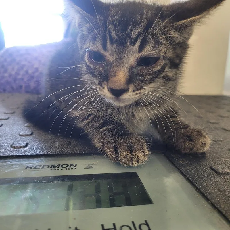A baby small-sized male Black Domestic Short Hair cat named Drew for adoption in Clarksdale, MS