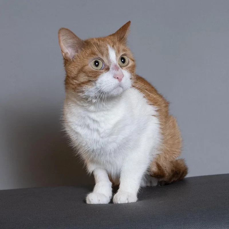 An adult medium-sized male Orange / Red Domestic Short Hair cat named Fox for adoption in Port Richey, FL