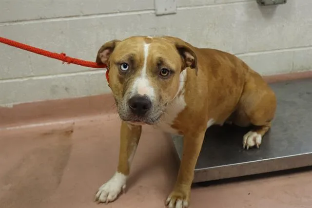 A young medium-sized female Mixed Breed dog named Blue for adoption in Columbia, SC
