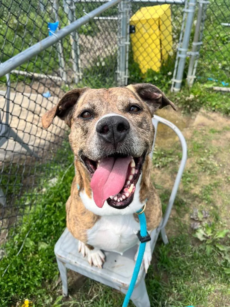 An adult large-sized female Mixed Breed dog named Diamond for adoption in New Manchester, WV