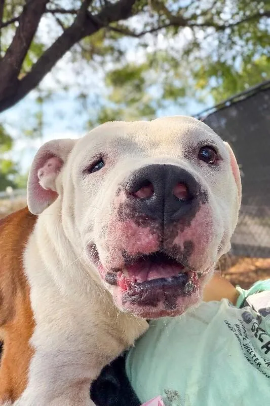 An adult large-sized male White / Cream Mixed Breed dog named Avis for adoption in Cincinnati, OH