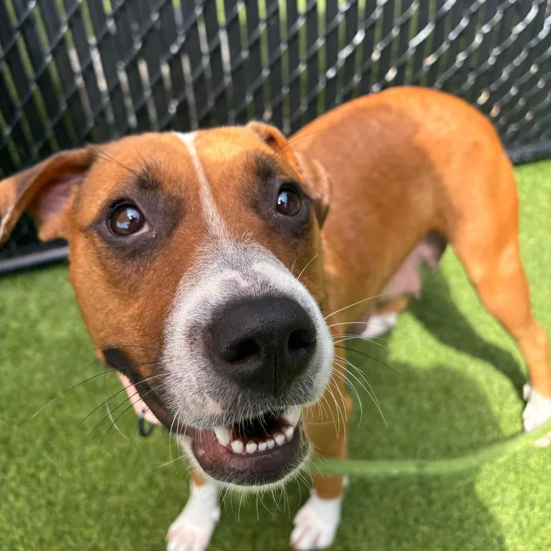 An adult medium-sized female Brown / Chocolate Mixed Breed dog named Bindi for adoption in Washington Township, OH