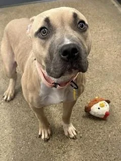 A baby medium-sized female Yellow / Tan / Blond / Fawn Pit Bull Terrier dog named Abigail for adoption in Cleveland, OH