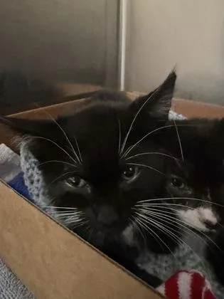 A baby medium-sized male Domestic Short Hair cat named Curly for adoption in West Chester, PA
