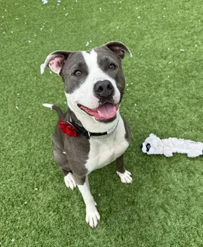A young medium-sized female Gray / Blue / Silver American Staffordshire Terrier dog named Joy for adoption in Long Beach, NY