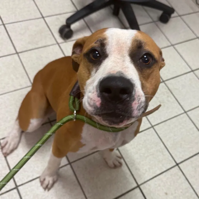An adult medium-sized male Yellow / Tan / Blond / Fawn Mixed Breed dog named Heavy D for adoption in Charleston, WV