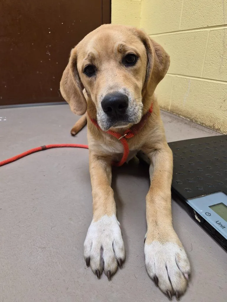 A young large-sized female Labrador Retriever dog named Goldilocks for adoption in Crossville, TN