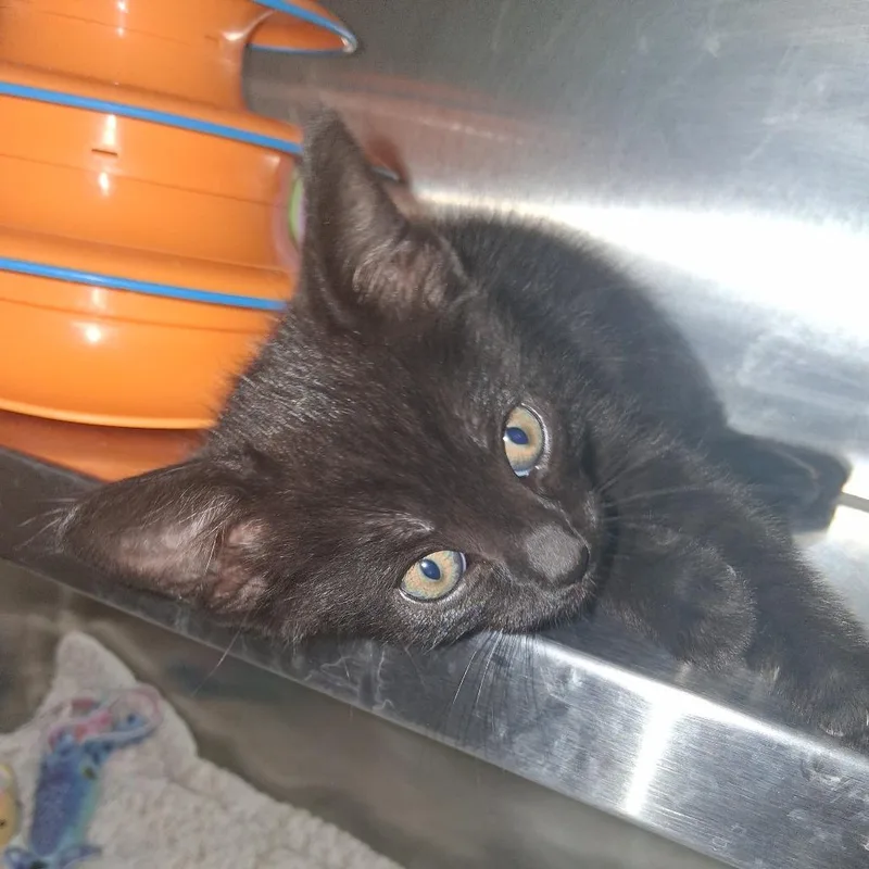 A baby small-sized female Black Domestic Short Hair cat named Wybie for adoption in Fort Bragg, CA