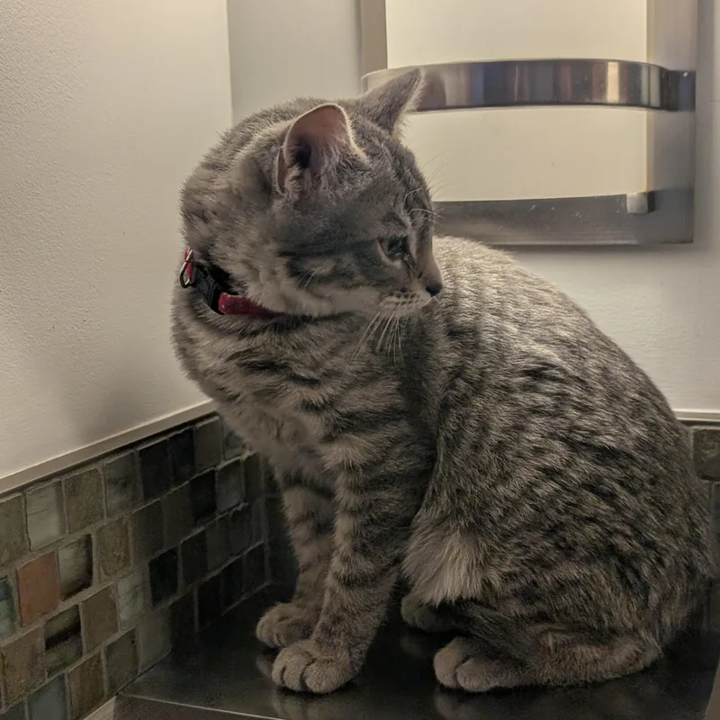 Franklin thumbnail 2