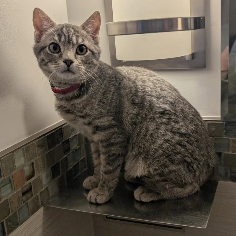 Franklin thumbnail 3