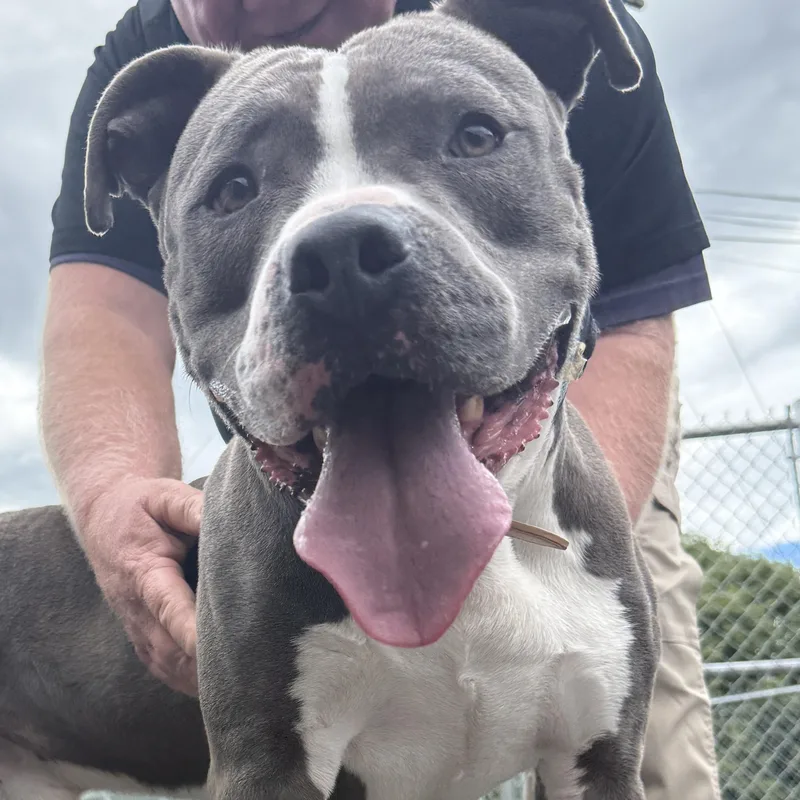 An adult medium-sized male Gray / Blue / Silver Pit Bull Terrier dog named Blue  Take My for adoption in Cranston, RI