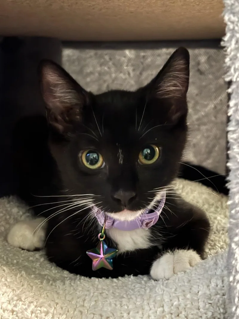 A baby medium-sized female Black & White / Tuxedo Domestic Short Hair cat named Hermione for adoption in Sacramento, CA