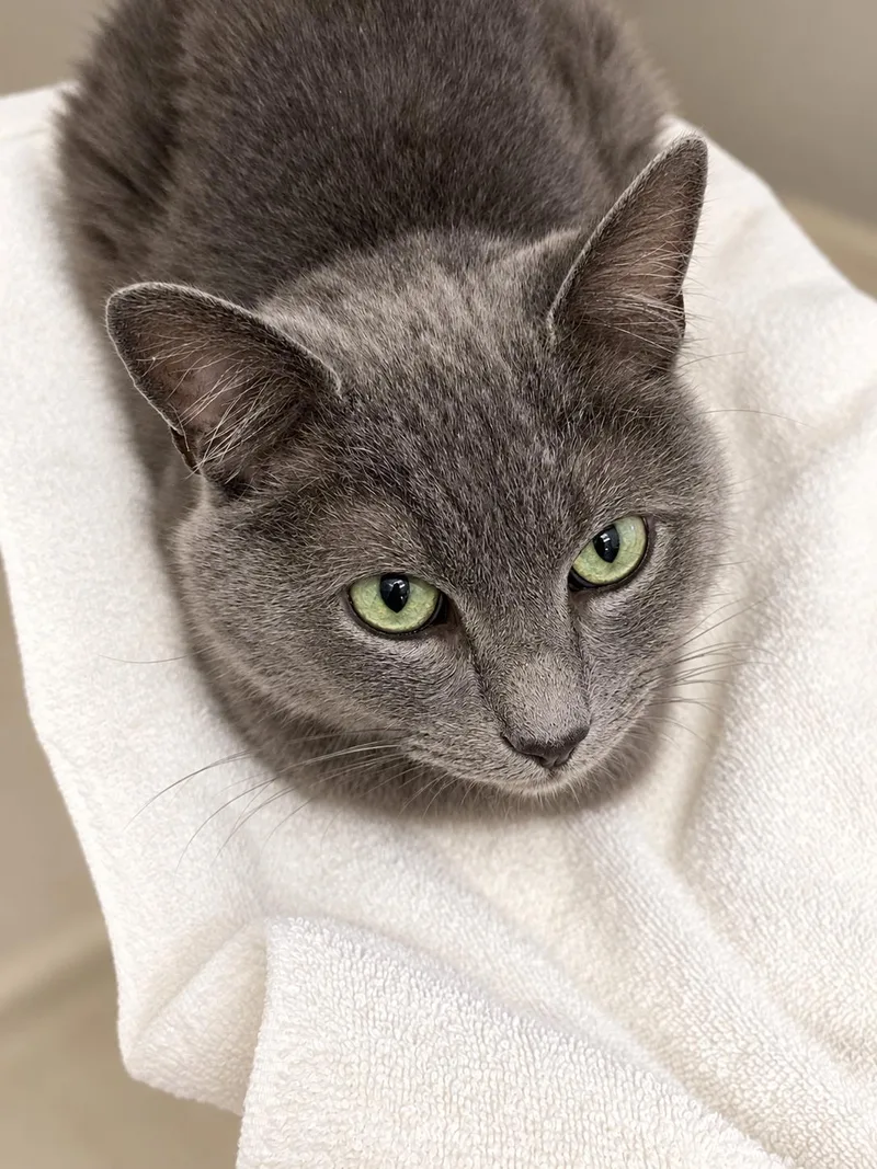 An adult medium-sized male Domestic Medium Hair cat named Noah for adoption in Philadelphia, PA