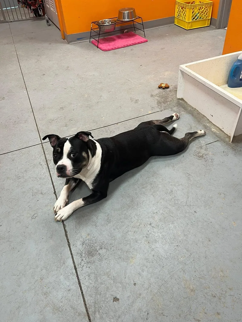 An adult medium-sized female Tricolor (Brown, Black, & White) American Bully dog named Parmasian for adoption in Lincoln Park, MI